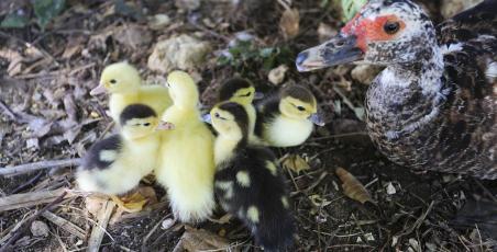 Newborn ducklings and hedgehogs!