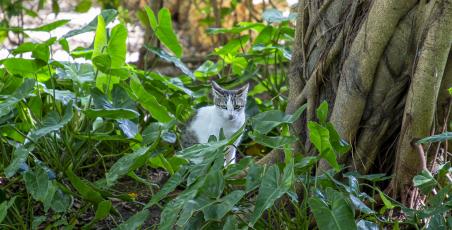 El programa especial para  gatos salvajes en Sosua Ocean Village
